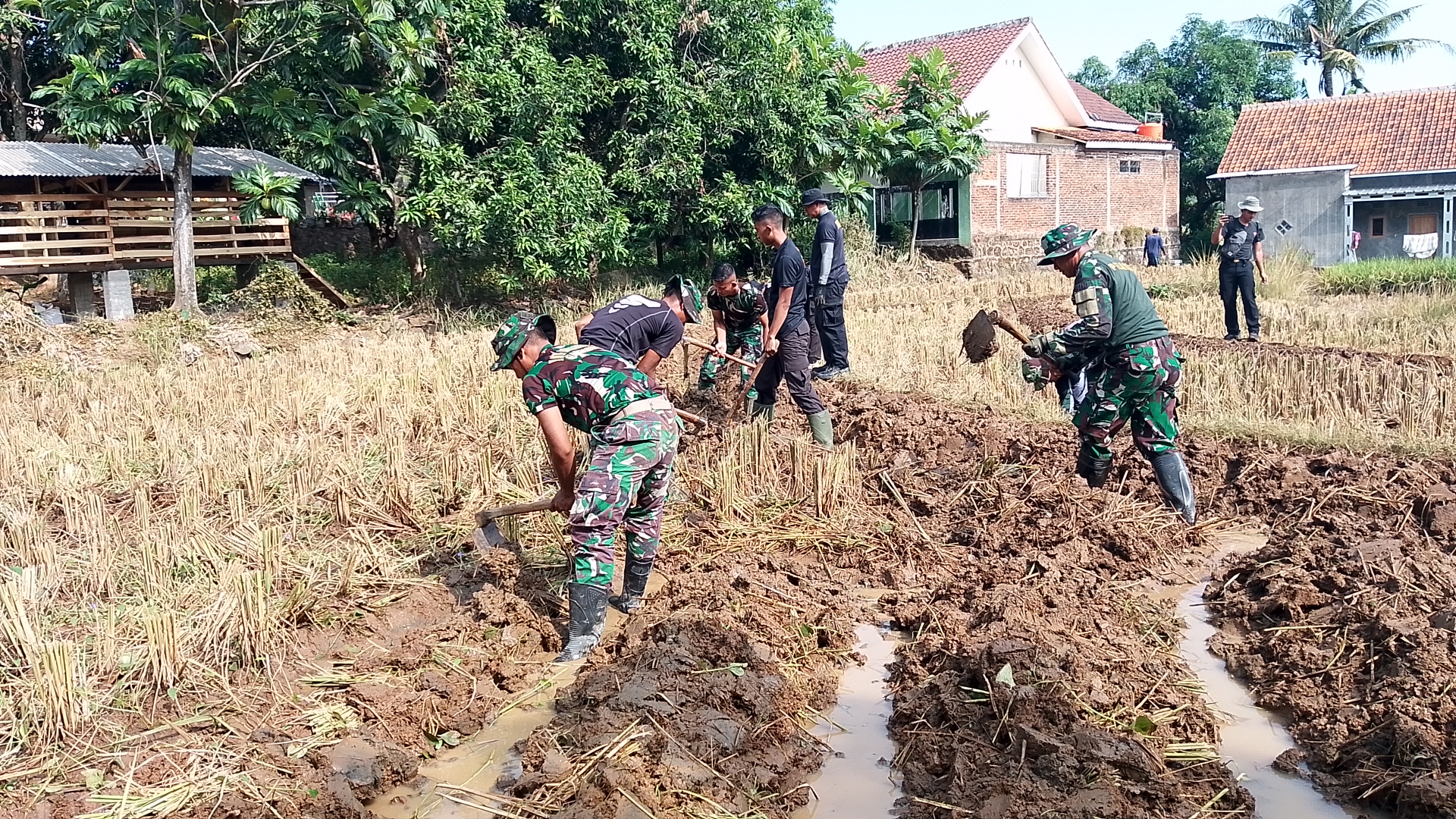 Dukung ketahanan Pangan Satgas TMMD ke-121 Bantu Petani di Sawah